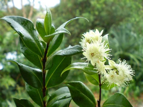 File:Cinnamon myrtle flower and leaf.jpg - Wikipedia, the free encyclopedia