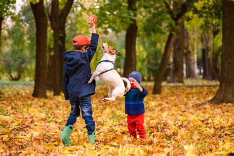 4 ways to get the whole family involved in dog training — OneMind Dogs