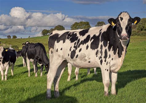 How well managed contract dairy heifer rearing can be of real benefit | Farming Life