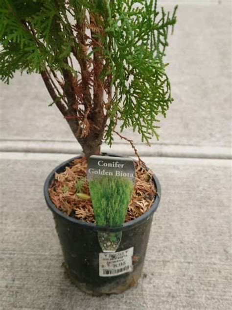 Conifer golden biota | Plants | Gumtree Australia Greater Dandenong - Lyndhurst | 1319980337