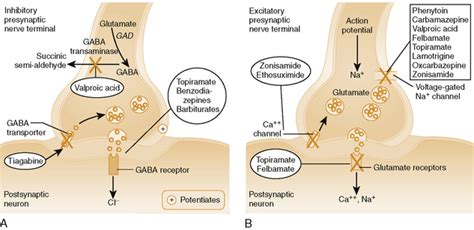 Anticonvulsant Drugs | Basicmedical Key