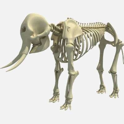 African Elephant Skeleton - 3D Model by 3D Horse