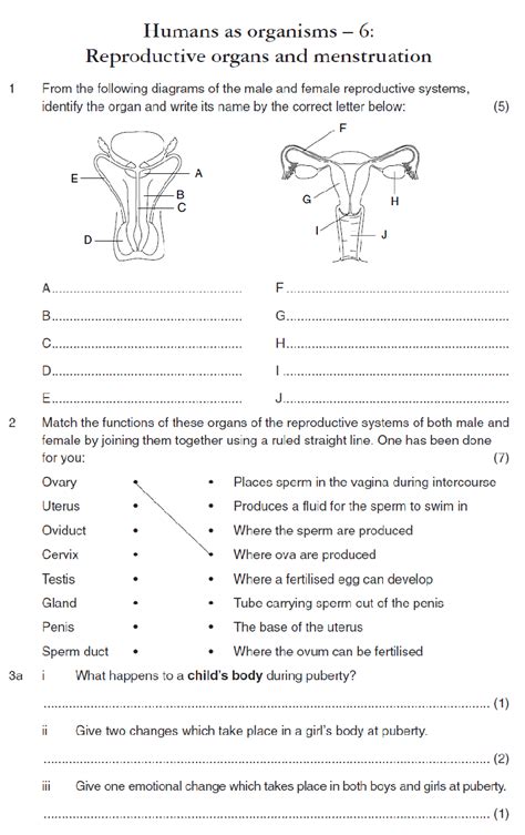 Male And Female Reproductive System Worksheet