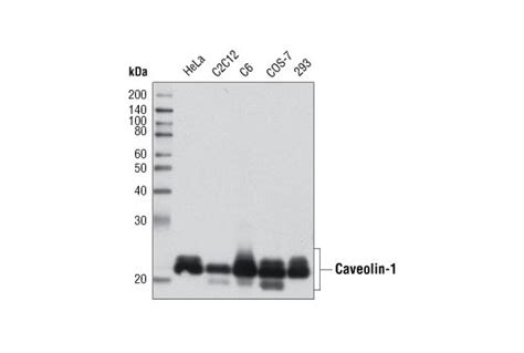 Caveolin-1 Antibody | Cell Signaling Technology