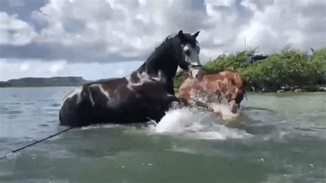 Horse-curacao GIFs - Get the best GIF on GIPHY