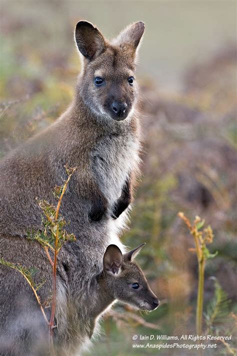 Red-necked Wallaby (Macropus rufogriseus) - Tasmania | Australia ...