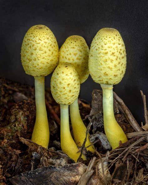 Yellow Mushrooms in Potted Plants (Everything You Need to Know) - Mushroom Appreciation