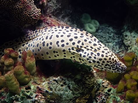 an animal that is laying down on some rocks and corals in the water ...