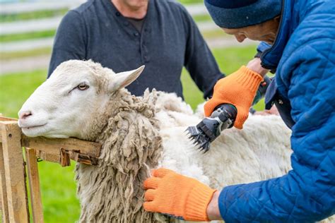 NYC's Only Sheep Shearing Festival Returns This Weekend