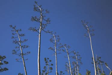 Free Stock Photo of Tall Thin Trees Blue Sky — HD Images