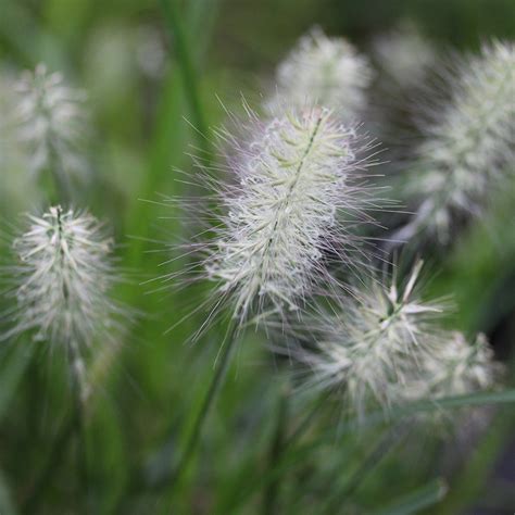 Pennisetum Products - Santa Rosa Gardens