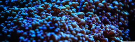 Pink corals, nature, sea anemones, underwater HD wallpaper | Wallpaper Flare