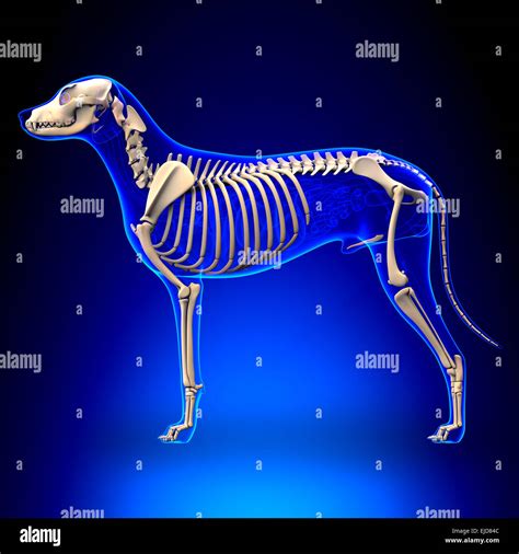 Dog Skeleton - Canis Lupus Familiaris Anatomy - side view Stock Photo - Alamy