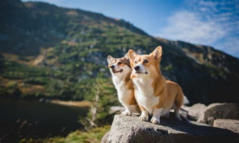 Are Corgis Good Hiking Dogs