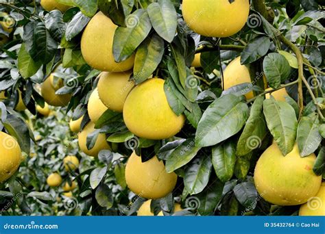 Grapefruit On Trees Stock Images - Image: 35432764