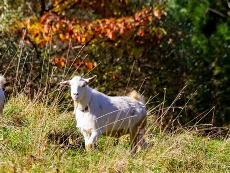 Hike With Goats At This Farm In Pennsylvania