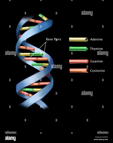 Illustration of part of a strand of DNA (deoxyribonucleic acid ...