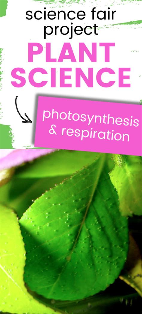 Plant Respiration Experiment | Plants science experiments ...