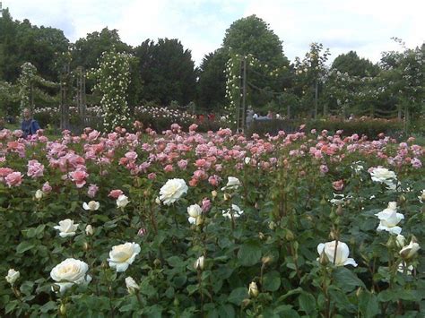 Queen Mary's Rose Garden, Regents Park | Beautiful gardens, Love flowers, Rose