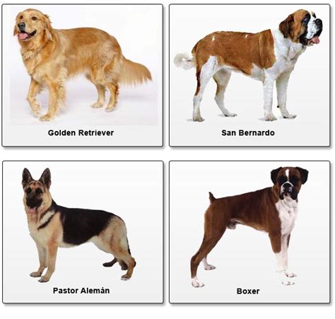 Nombre razas de perros - Imagui