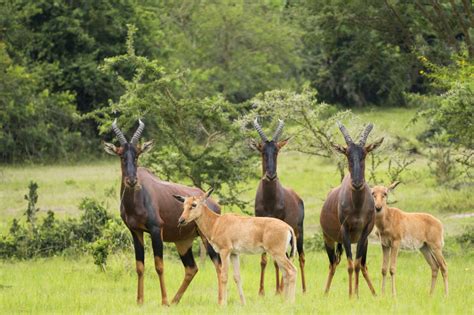 10 National Parks to visit in Uganda - Uganda national parks