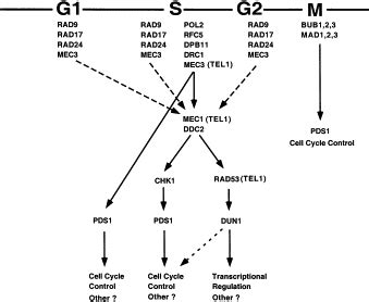 Suppression of Spontaneous Chromosomal Rearrangements by S Phase ...