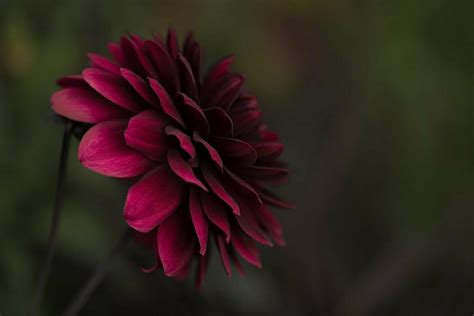 Know Your Dahlia: Symbols, Meanings, and More - Petal Republic