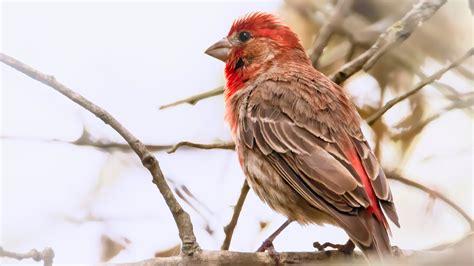 House Finch, HD Birds, 4k Wallpapers, Images, Backgrounds, Photos and Pictures