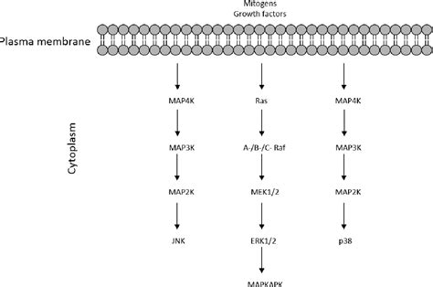 Figure 1.11 from The cardioprotective mechanisms of dietary flavonoids | Semantic Scholar