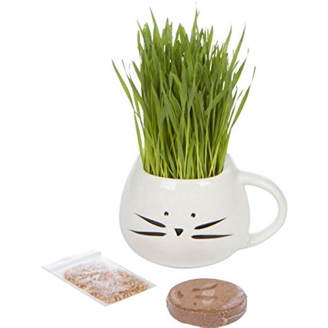 Buy Organic Cat Grass Growing kit with Organic Seed Mix, Organic Soil and Cat Planter. - special ...