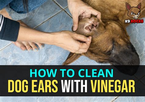 How to Clean Dog Ears with Vinegar - The Easy Way - K9 Rocks