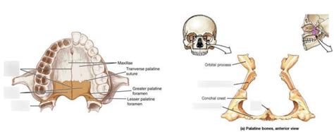 Palatine Process Section Anatomy With Maxilla Structure, 54% OFF