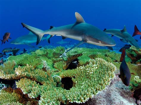 Reef Shark - Shark Facts For Kids