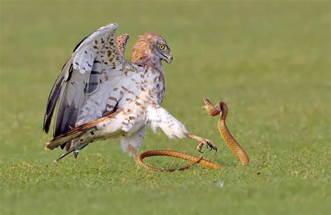 SHORT-TOED SNAKE EAGLE lives in India. Here the Eagle has Landed with a snake in the grass, the ...