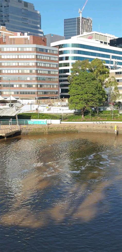 Parramatta River Walk, back to normal... : r/sydney