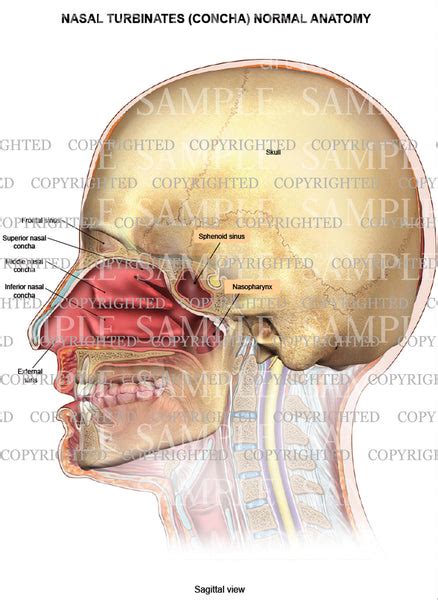 Nasal turbinates (concha) normal anatomy — Medical Art Works