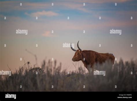 Longhorn cow hi-res stock photography and images - Alamy