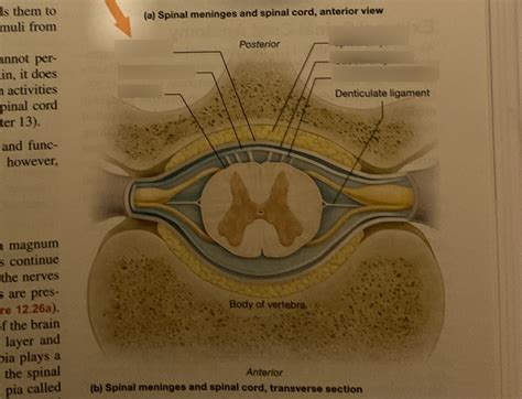 SPINAL MENINGES Diagram | Quizlet