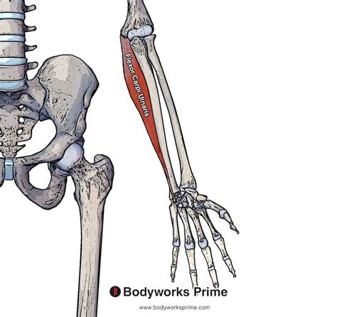 Flexor Carpi Ulnaris Muscle Anatomy - Bodyworks Prime