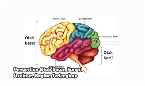 √ Pengertian Otak Besar, Fungsi, Struktur dan Bagiannya (Lengkap)