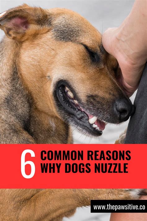 6 Common Reasons Why Dogs Nuzzle | Dog nose, Nose, Puppy dog eyes