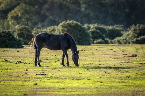 180921 New Forest Pony 1 – Pete Humphry Photography