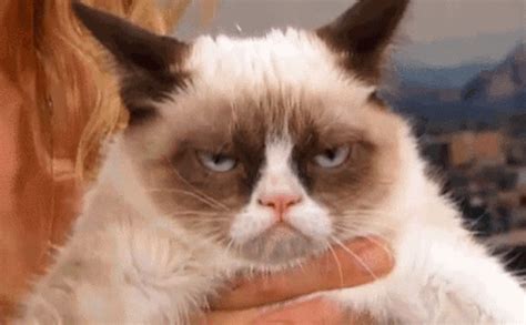 Cat Angry GIF - Cat Angry Blinking - Discover & Share GIFs