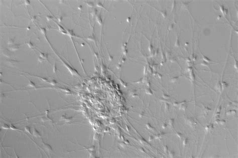 Differential Interference Contrast (DIC) Microscopy | Science Lab | Leica Microsystems