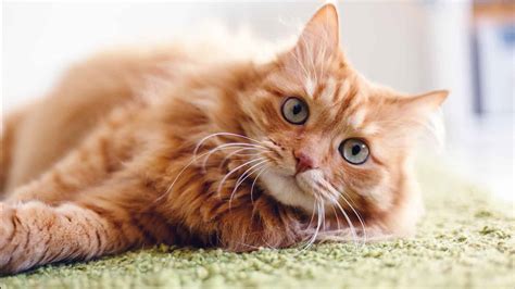 8 Reasons Why Orange Cats Are The Most Special | 6 Minute Read