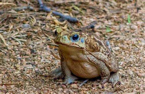 Cane Toad - Description, Habitat, Image, Diet, and Interesting Facts