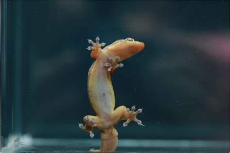 How Gecko Anatomy Helps even L [IMAGE] | EurekAlert! Science News Releases