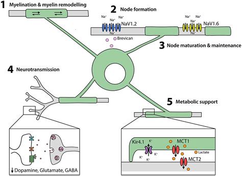 Frontiers | How Do Cells of the Oligodendrocyte Lineage Affect Neuronal ...