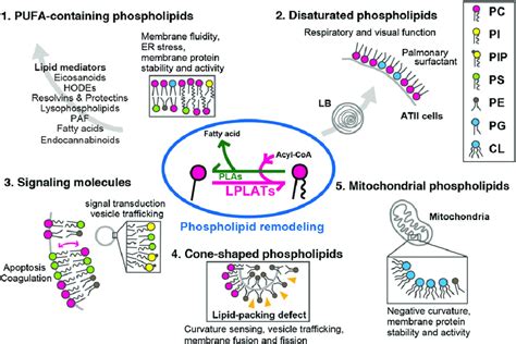 Cellular functions of glycerophospholipid remodeling and diversity.... | Download Scientific Diagram