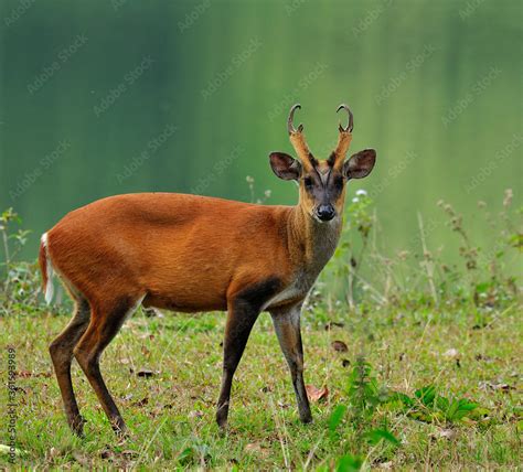 Muntiacus muntjak or fea's barking deer also called fea's muntjac taken in Kao Yai National Park ...